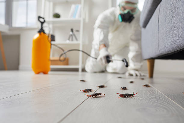 Affordable Termite Control solutions in Hazel Park, MI